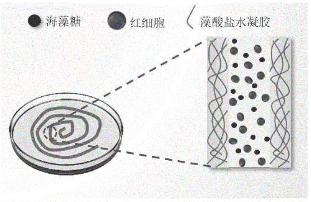 红细胞冻存方法及冻存的红细胞