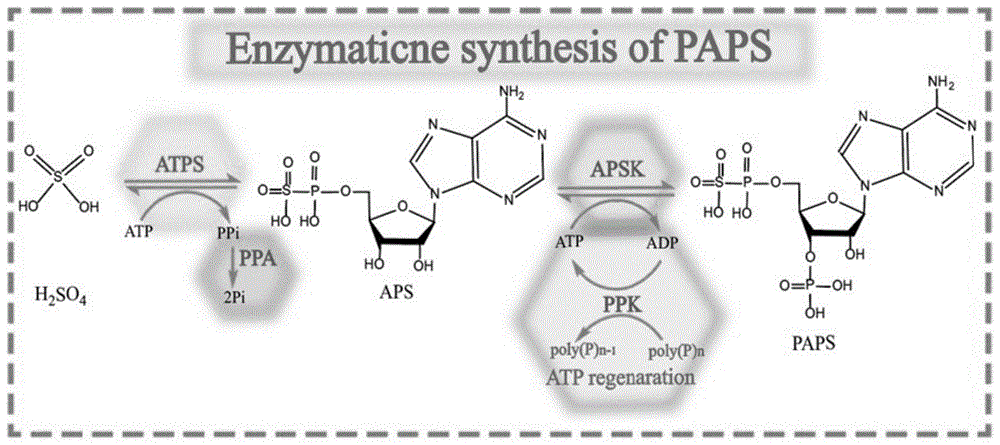 一种全细胞催化生产PAPS的方法