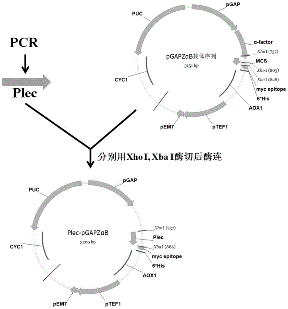 一种用毕赤酵母生产菌丝霉素的方法与流程