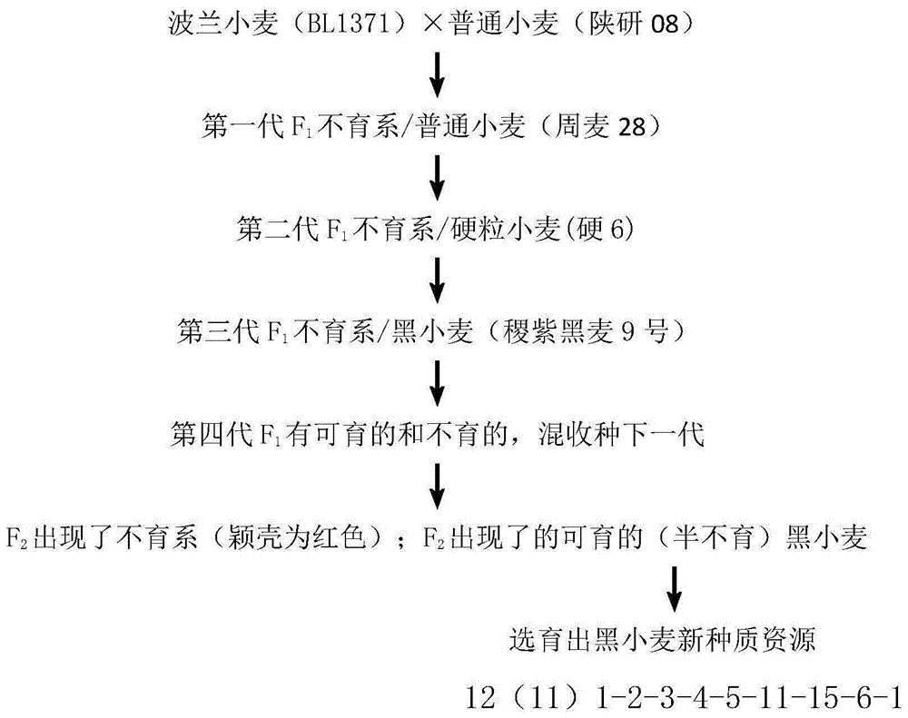 一种基于远缘杂交技术的黑小麦新种质资源的创制方法与流程