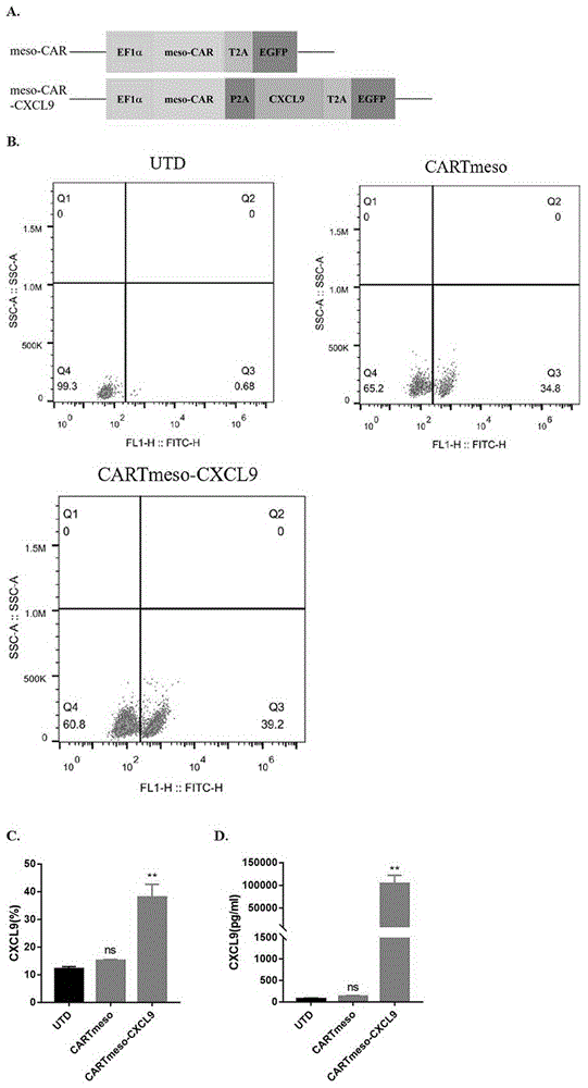 CXCL9修饰的CAR-T结构及其应用