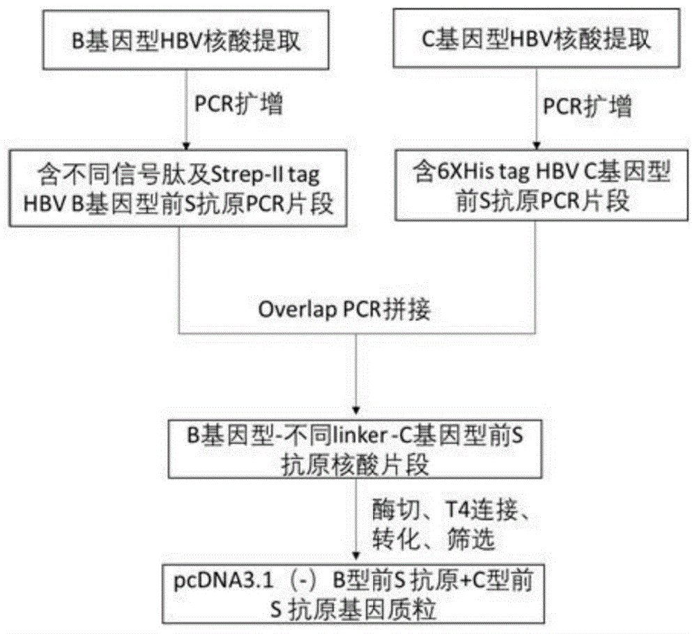 乙型肝炎病毒B、C基因型前S1区基因串联重组质粒及其构建方法和应用与流程