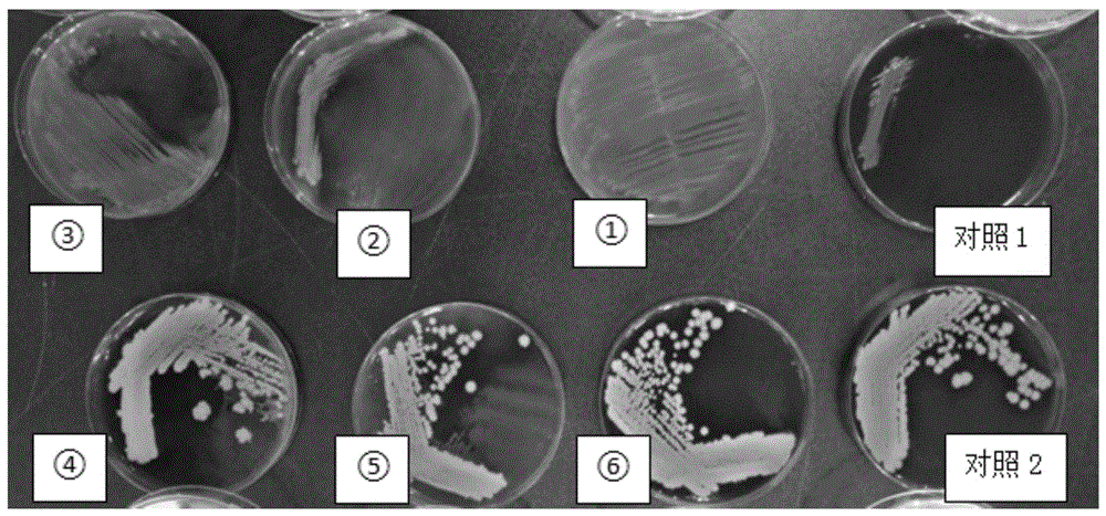 变形杆菌中金黄色葡萄球菌的分纯方法与流程