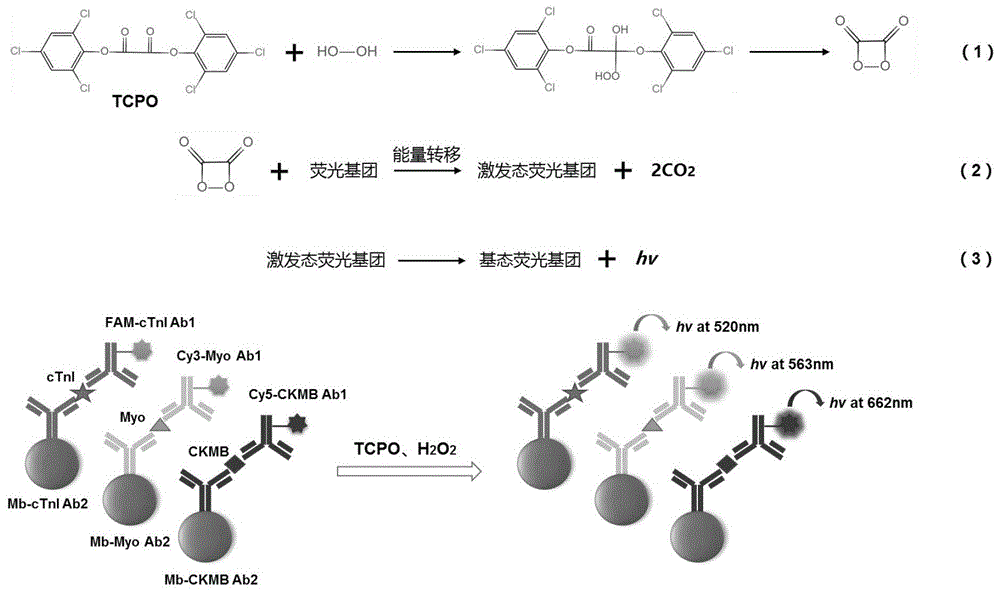 一种基于过氧草酸酯类化学发光体系的生物标志物联合检测方法及试剂盒与流程