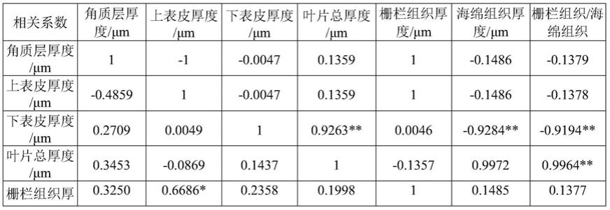 一种运用油茶芽苗砧优良遗传因子改良嫁接穗的育种方法与流程