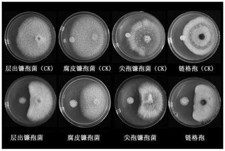 一种能够防治丹参根腐病的多粘类芽孢杆菌及其应用