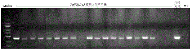 一种三七WRKY转录因子基因PnWRKY15及应用