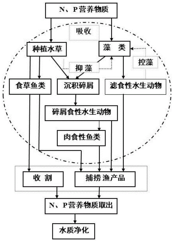 一种基于淡水生态牧场建设的微污染水体的治理方法与流程