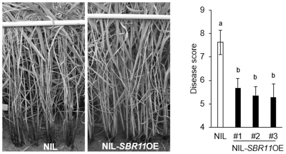 一种水稻抗纹枯病基因SBR11及其分子标记和应用