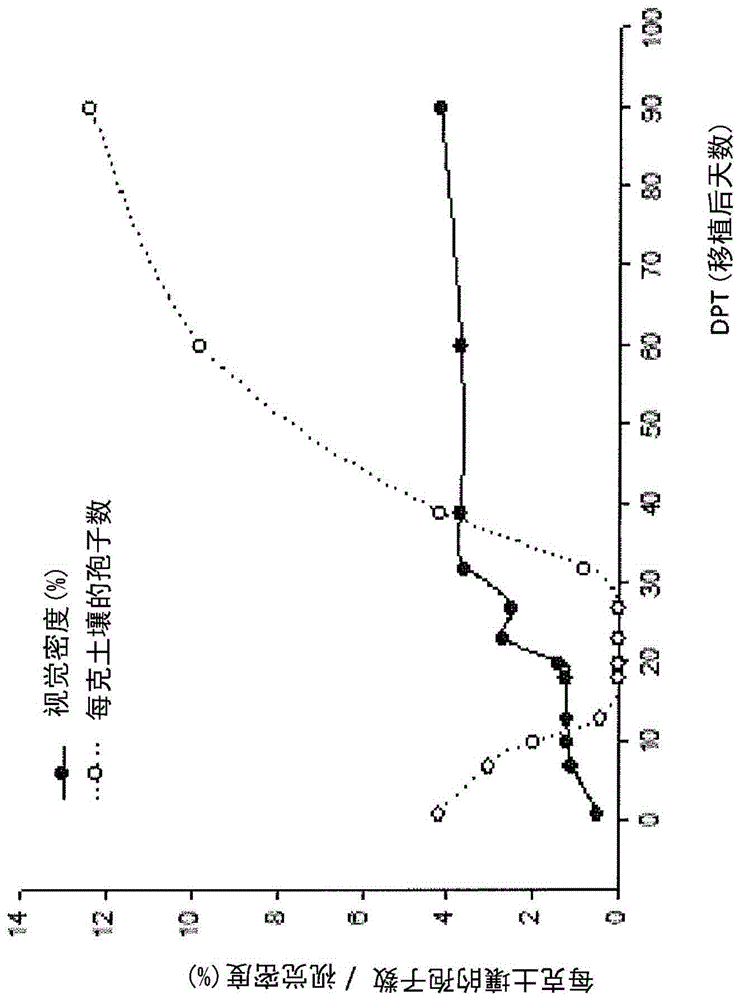 多氏囊霉属菌株、包含它的组合物及用途的制作方法