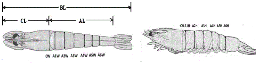 一种南美白对虾表型数据测定方法、装置、计算机设备及存储介质