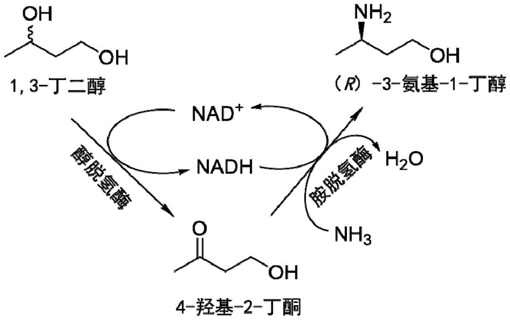 一种双酶级联催化合成(R)-3-氨基-1-丁醇的方法