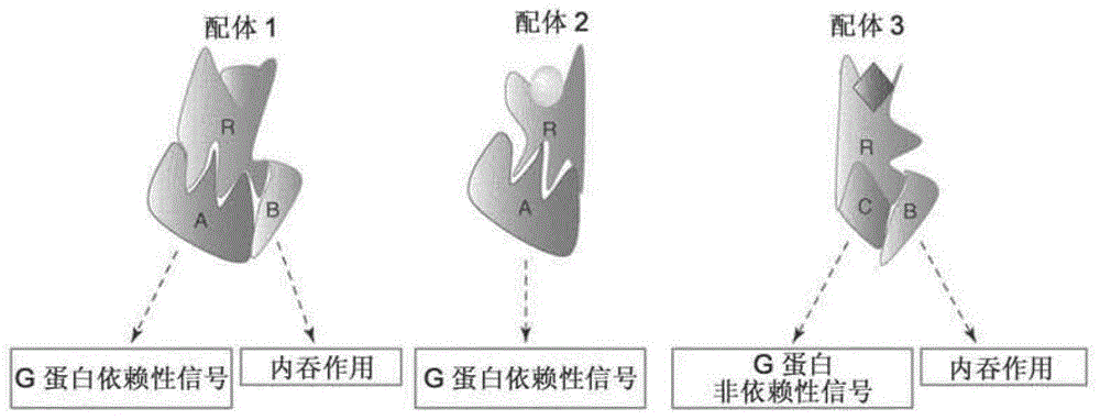 用于筛选和药物发现目的的新型嵌合多肽