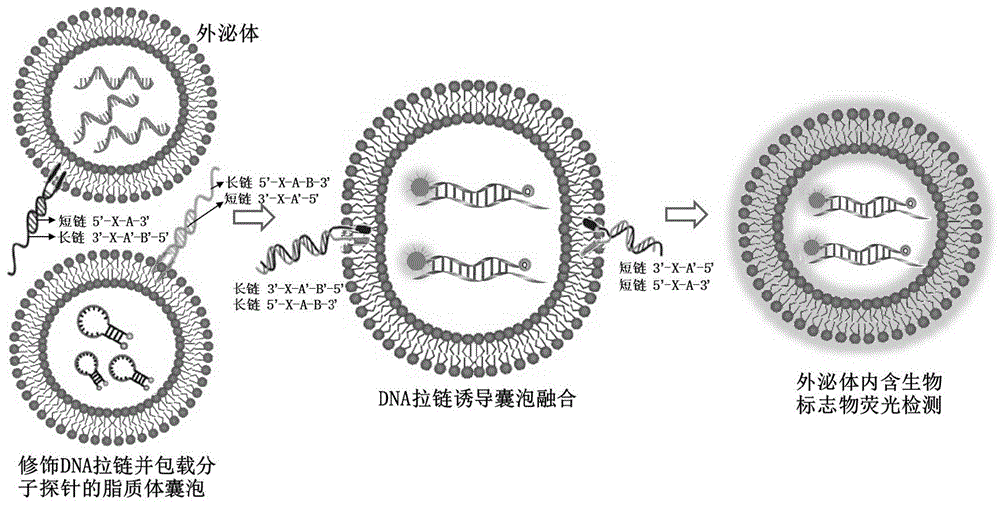 DNA拉链分子修饰的脂质体囊泡及制备方法和应用