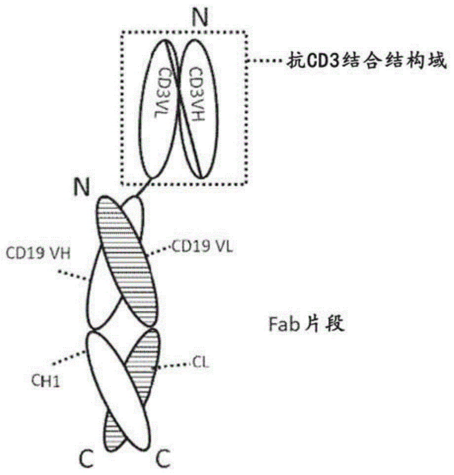 双特异性抗原结合蛋白及其用途的制作方法