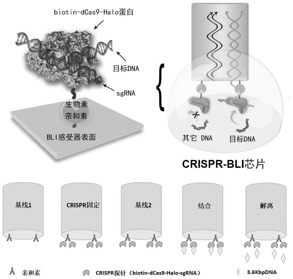 一种建立于dCas9工程化修饰蛋白及生物膜层干涉技术基础上的检测核酸的方法与流程