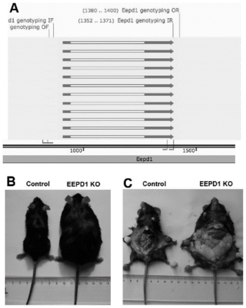 一种全身性EEPD1敲除的动物模型构建方法及其应用与流程