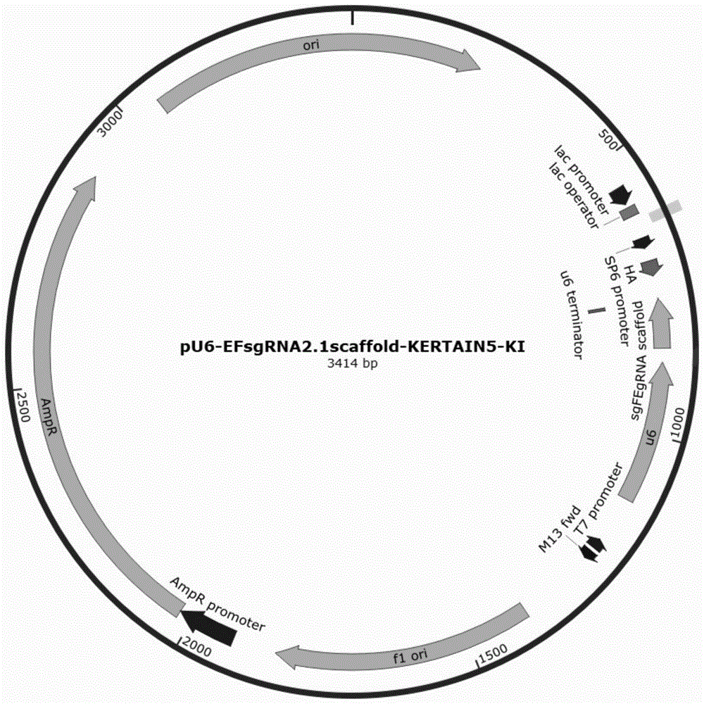 Keratin 5-IRES-eGFP敲入的hESCs细胞系的构建及诱导分化方法