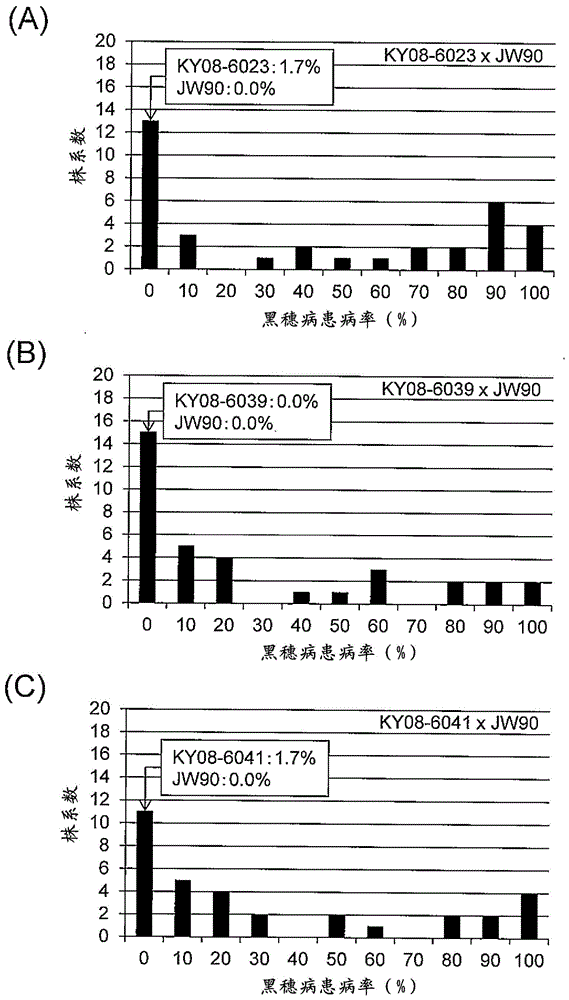 甘蔗属植物的黑穗病抗性相关标记及其利用的制作方法