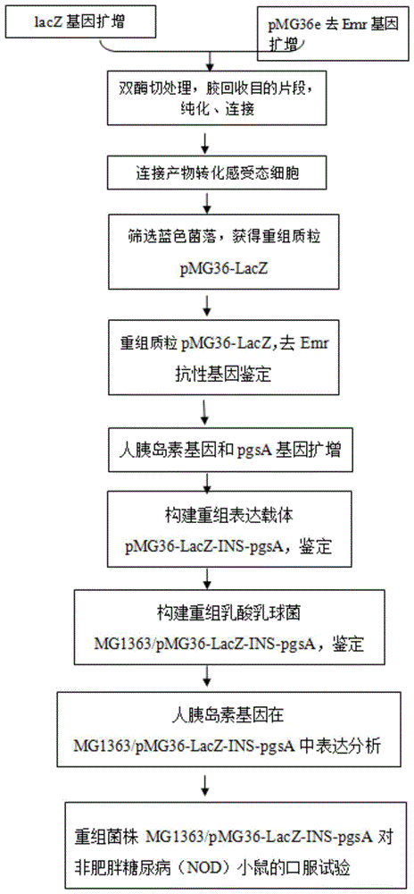 一种人胰岛素重组表达载体、表达人胰岛素的重组乳酸菌及应用的制作方法