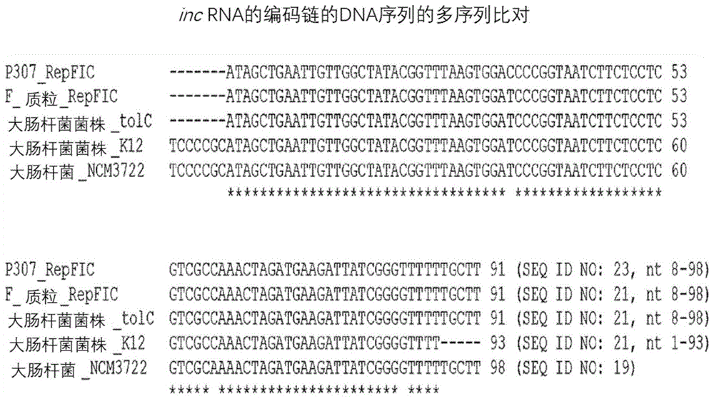 包含变体inc编码链的核酸分子的制作方法