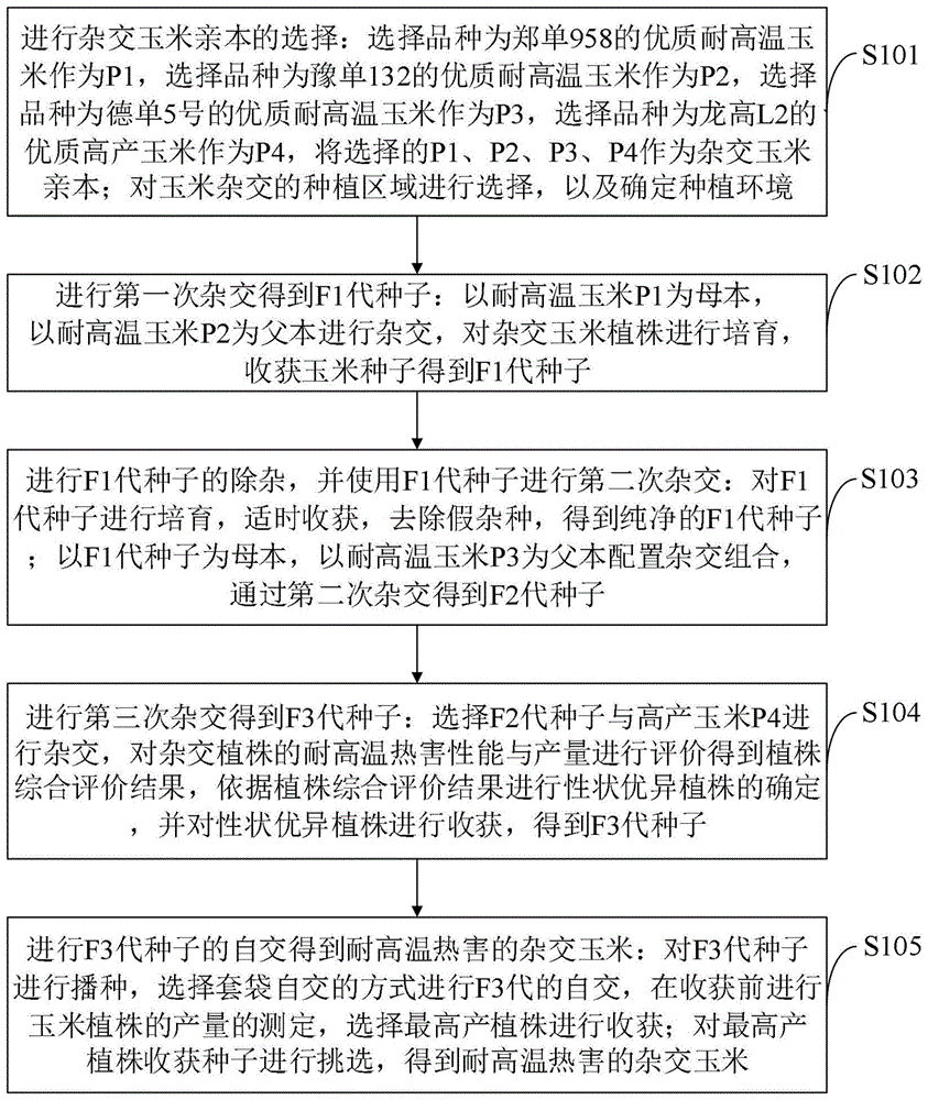一种耐高温热害的杂交玉米新品种的培育方法