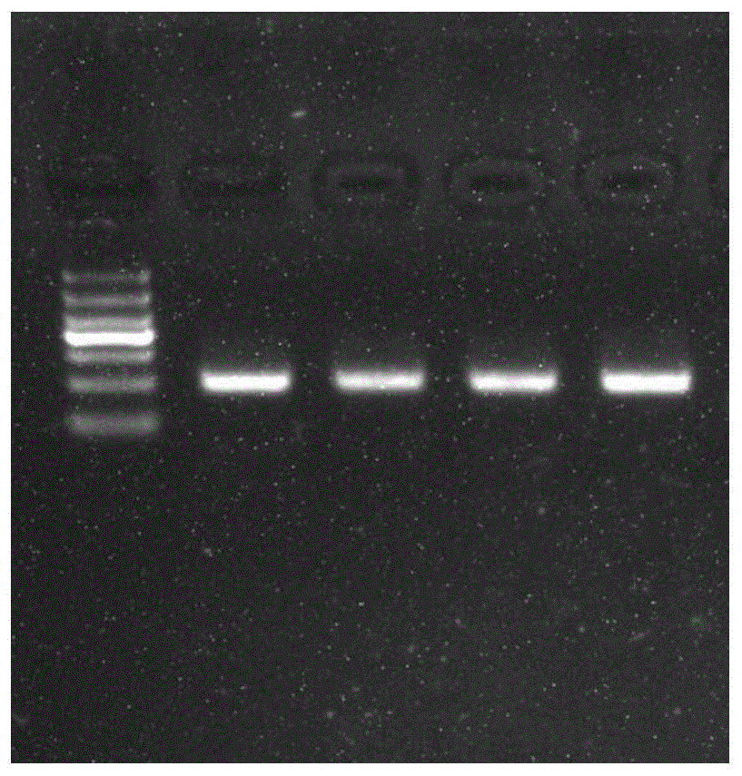 人FITM1和HIST1H2BJ基因甲基化位点的检测和应用的制作方法