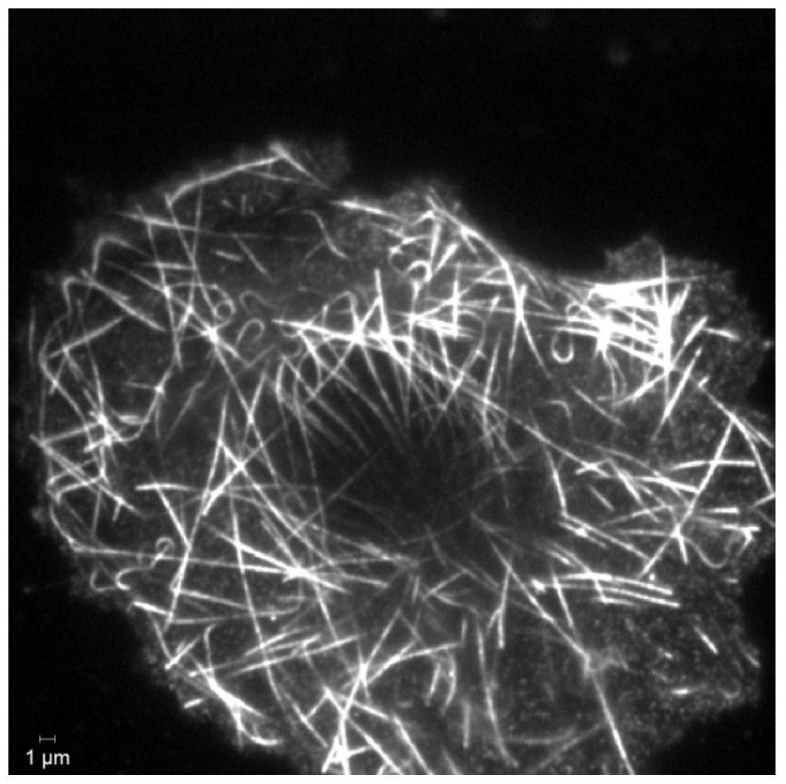 一种基于高密度荧光标记法的细胞微管膨胀显微成像方法