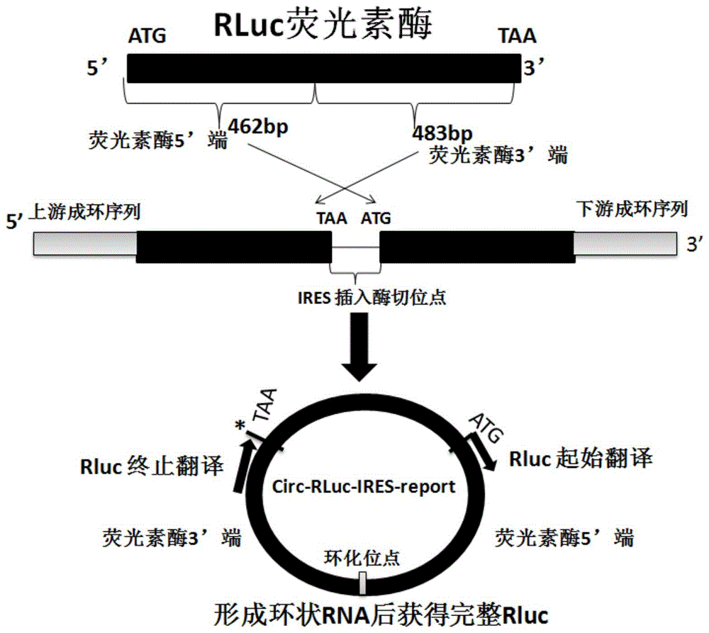 一种检测IRES活性的环RNA荧光素酶报告质粒构建方法