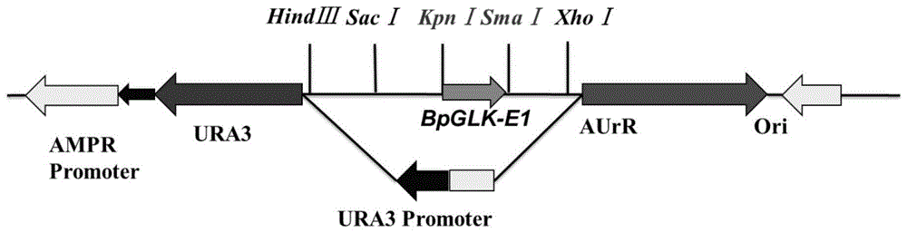 靶向敲除GLK基因的CRISPR/Cas9系统及其应用