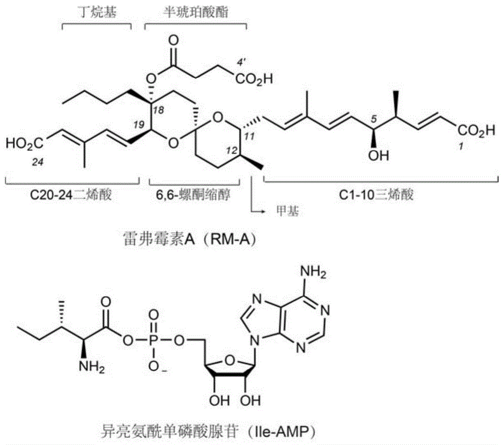 一种异亮氨酰tRNA合成酶与雷弗霉素A的复合物晶体及其制备方法和应用