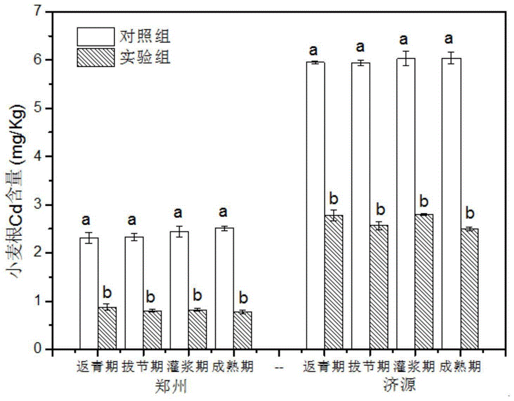 一种小麦-玉米轮作体系高效防控镉污染的方法