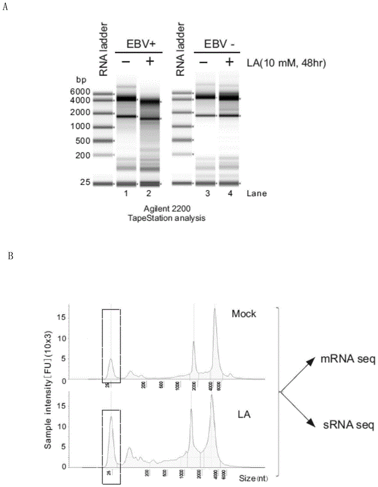 肿瘤乳酸微环境相关非编码小RNA分子谱及其应用