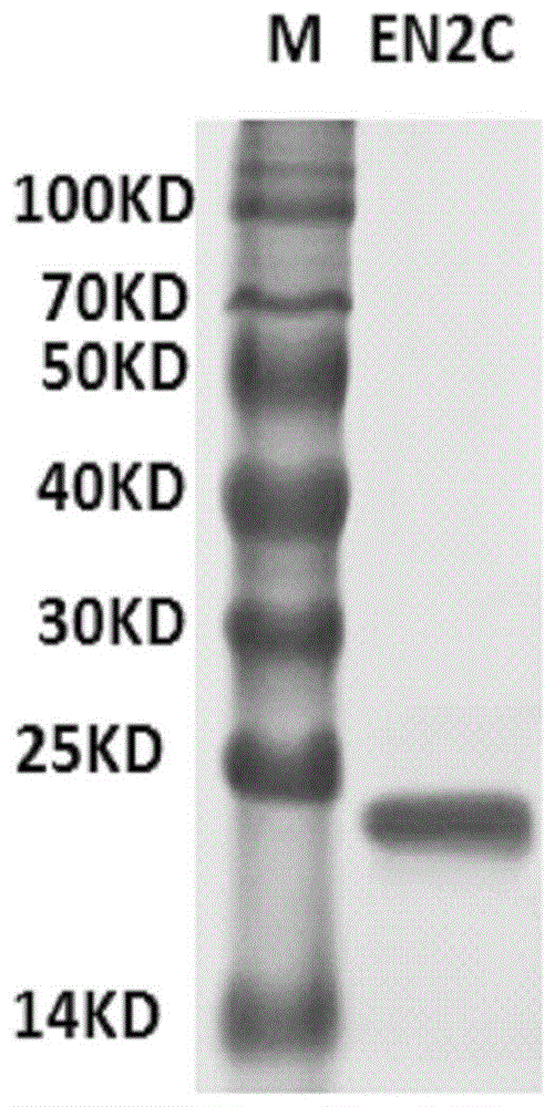 一种抗Engrailed-2蛋白单克隆抗体及其应用的制作方法
