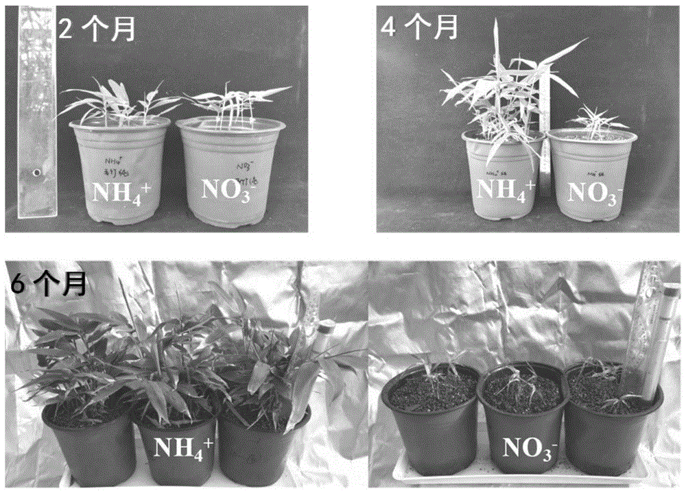 硝态氮在抑制毛竹生长中的应用、毛竹生长抑制剂及抑制方法