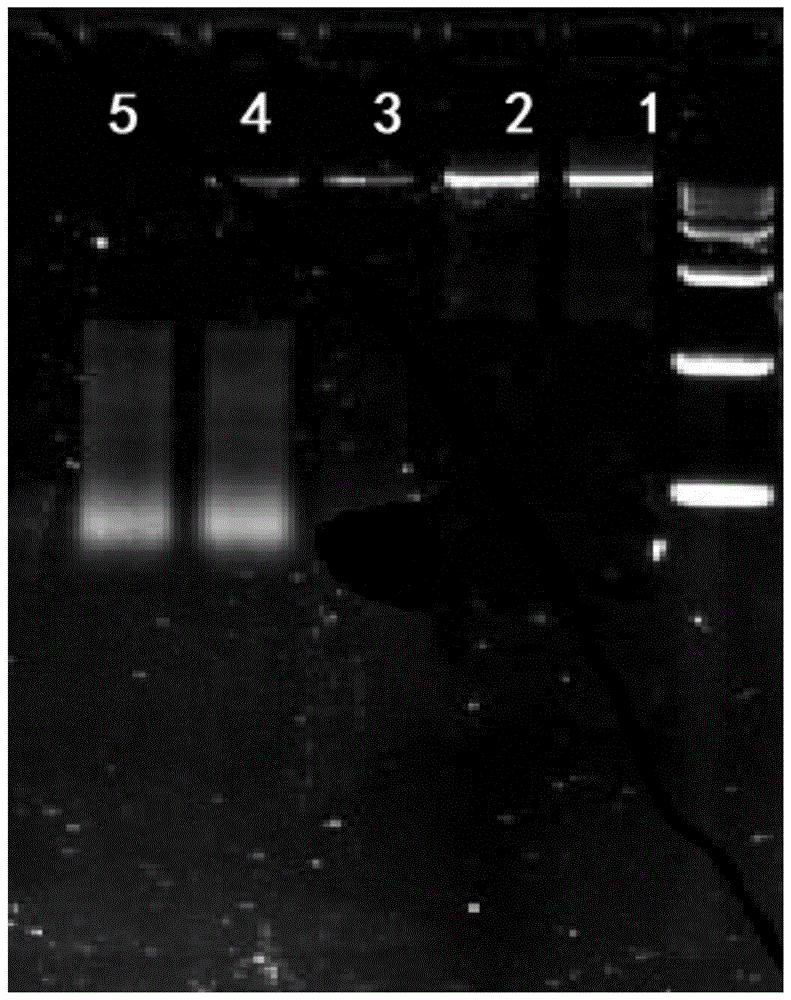 一种生物体或组织中dsRNA及提取该dsRNA的方法