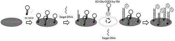 基于金-石墨烯量子点的电化学生物传感器在检测细胞中ctDNA中的应用的制作方法