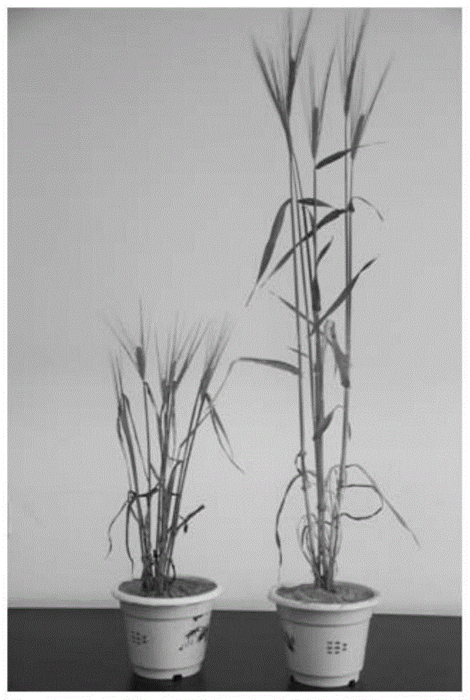 大麦籽粒60Co-γ射线辐射和EMS处理复合诱变育种方法