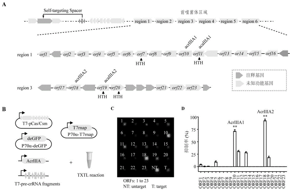 III-A型CRISPR-Cas系统抑制剂AcrIIIA2及其应用的制作方法