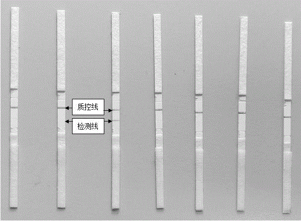 一种用于血清特异性Ig E筛查的试纸条及其制备方法