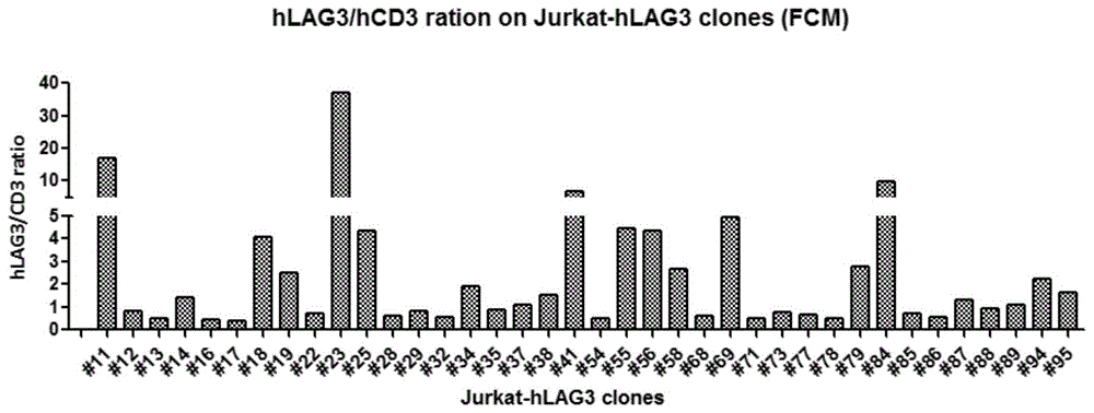 一种用于评价LAG3抗体的生物学活性的方法及其试剂盒与流程