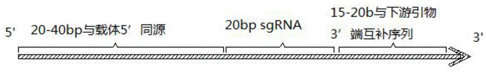 一种sgRNA文库构建方法与流程