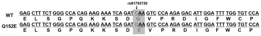 基于CRISPR/Cas9构建Fzd6-Q152E定点突变小鼠模型的方法及应用