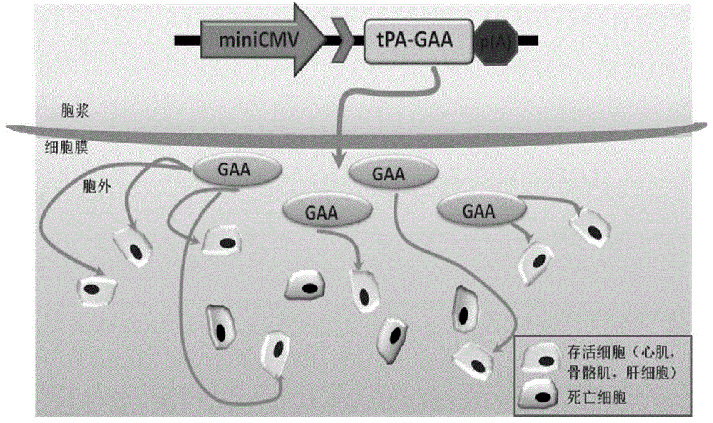 一种编码分泌性野生型GAA蛋白的核苷酸组合物、腺相关病毒载体及其药物和应用