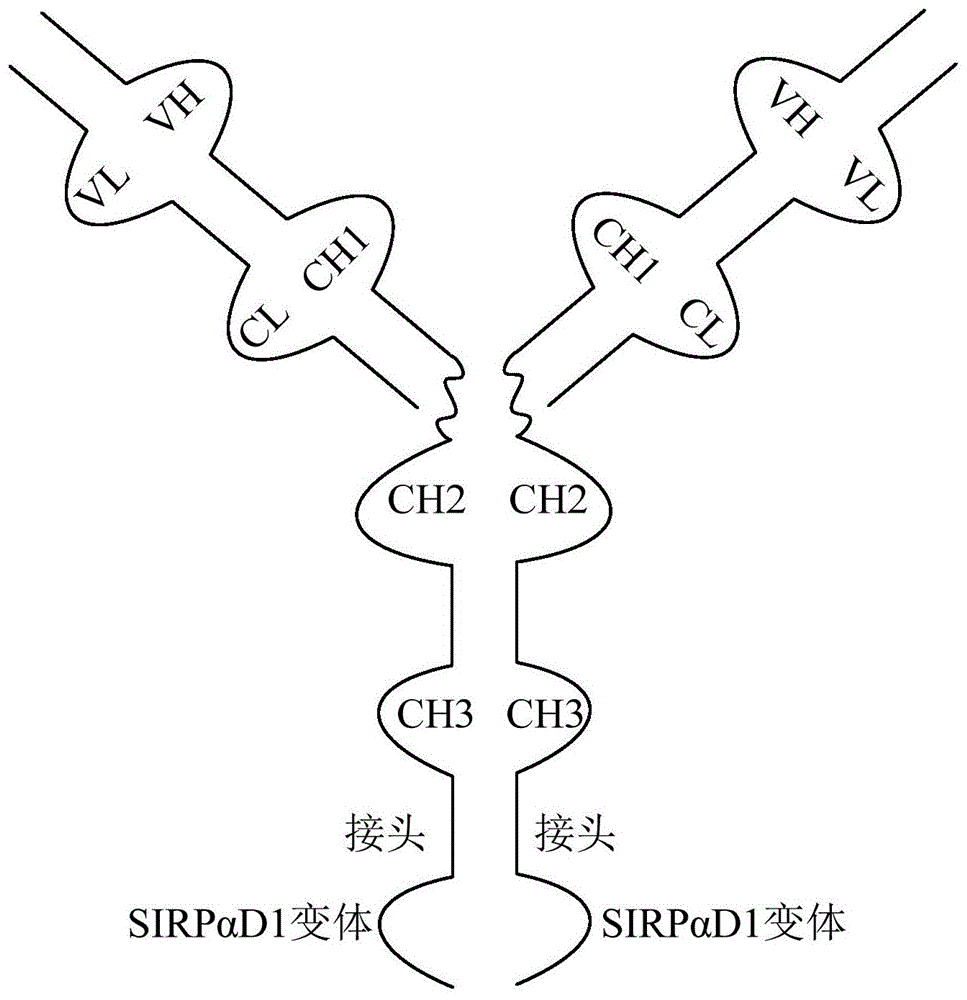 一种多肽及其用途的制作方法