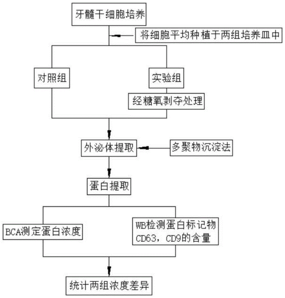 一种提升牙髓干细胞分泌外泌体能力的方法与流程