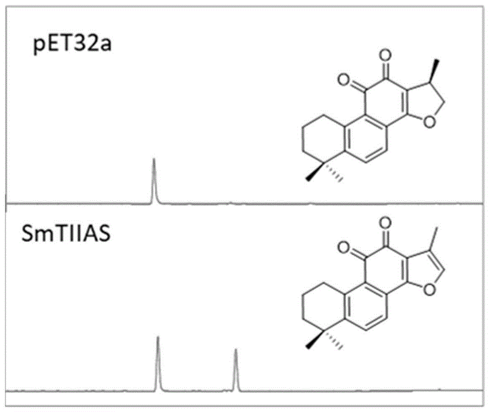 丹参酮ⅡA合酶基因及应用的制作方法