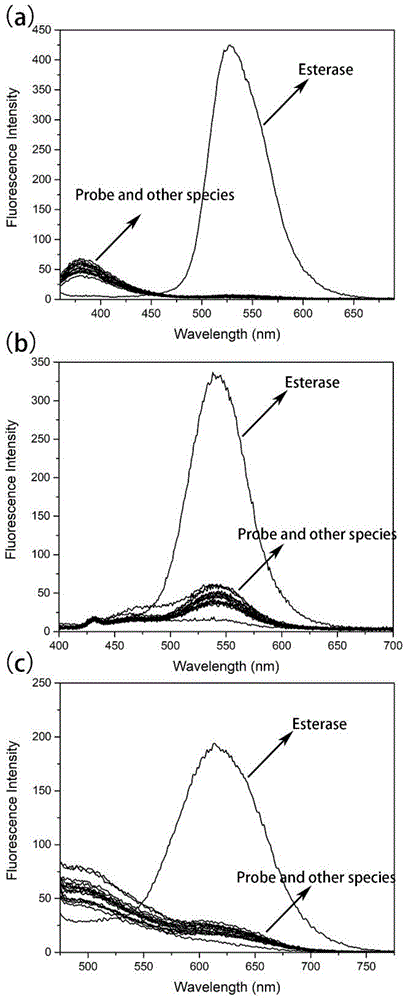 一种酯酶检测荧光探针、制备方法及应用
