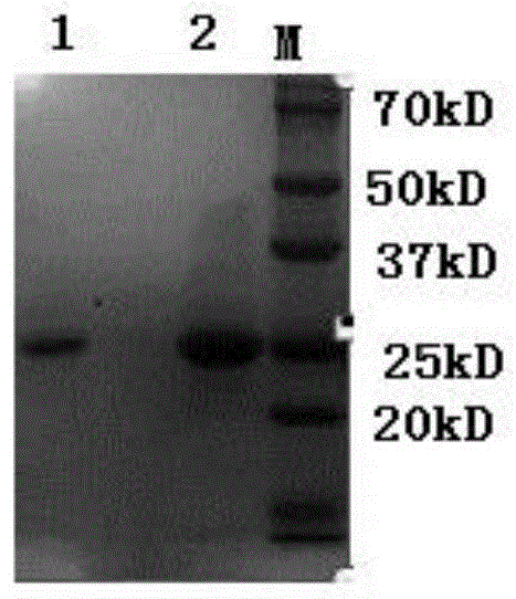 一种新冠病毒重组蛋白包涵体的复性方法与流程