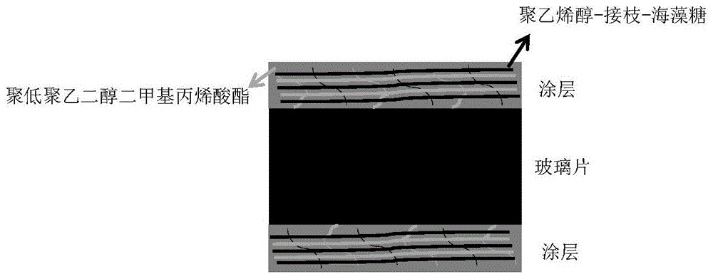 一种海藻糖改性聚乙烯醇防雾防霜涂层及其制备方法